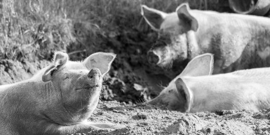 schweine