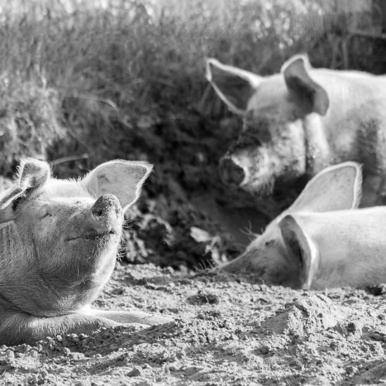 schweine