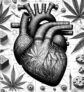 ai-cannabis-edibles-herz-risiko