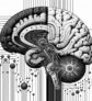 ai-brain-neural-pathways-gender-differences