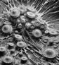 ai-neural-stem-cells-myelin-repair