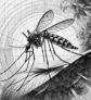ai-west-nile-virus-mosquito-health-prevention