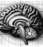 ai-brain-shape-alzheimer