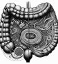 ai-candida-albicans-brain-reward