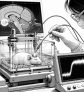 ai-childhood-odor-memory-early-neurons