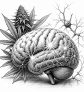 haeufiger-cannabiskonsum-und-anfaelle-epilepsie