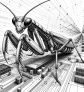 needy-mantis-malware-dll-sideloading-dauerzugriff